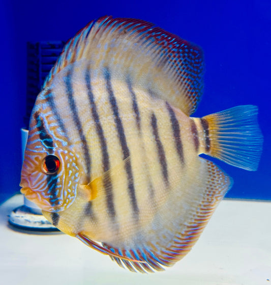 Wild Cross Blue KL Discus 5-5.5"