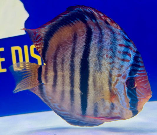 Royal Solid Blue Heckle Cross Premium Discus 6-6.5"