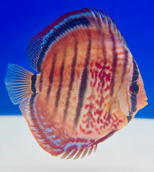 Ica Red Discus 5-5.5"
