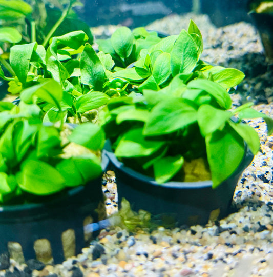 Anubias Nana Petite "small Leaf"
