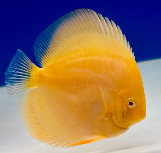 Albino Pearl Diamond Discus 4-4.5"