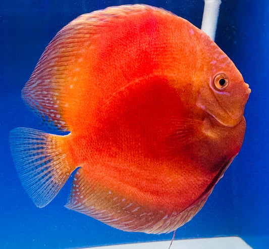 Moonstone Discus Premium Jumbo 6.5-7.5"