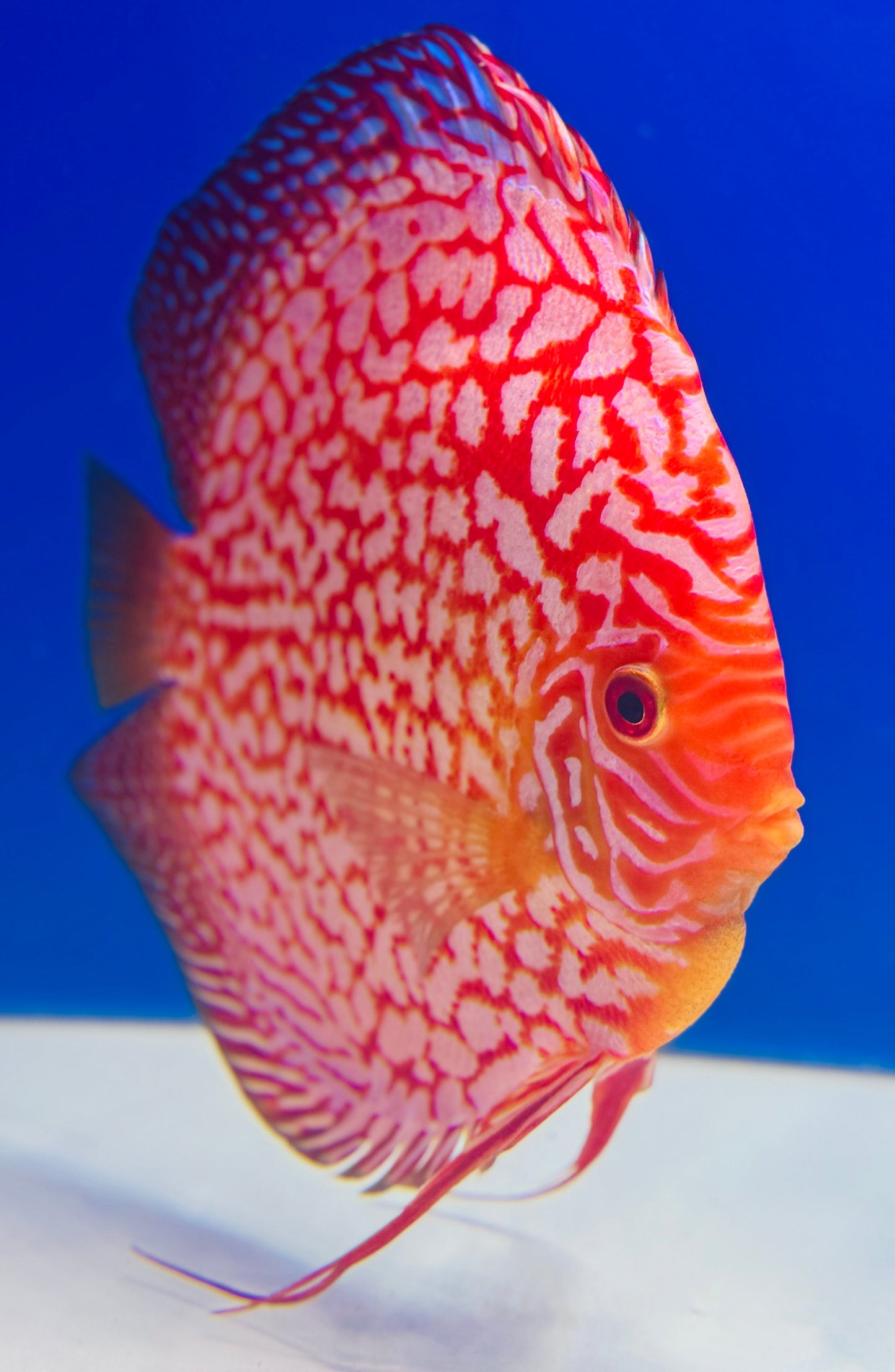Pigeon Checkerboard Jumbo Premium Discus 6.5-7.5"