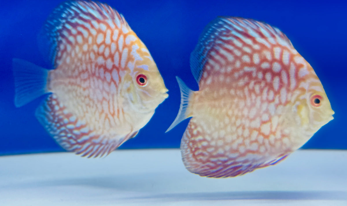 Majestic Pigeon Checkerboard Discus 3-3.5"