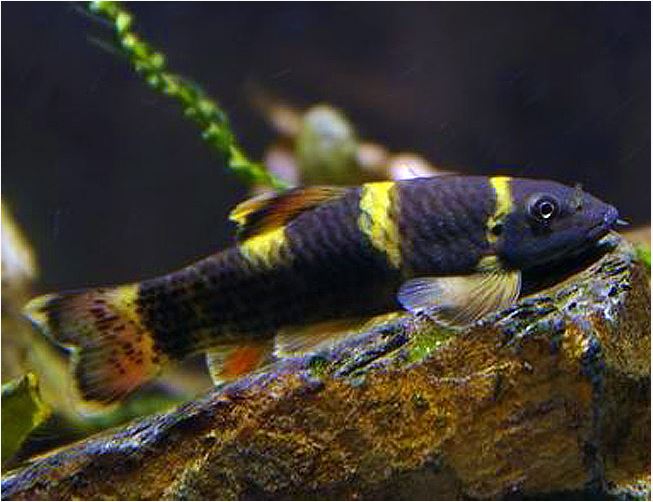 Panda Garra