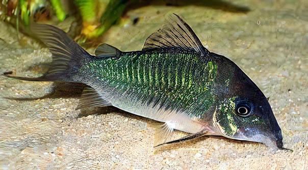 Emerald Green Corydoras