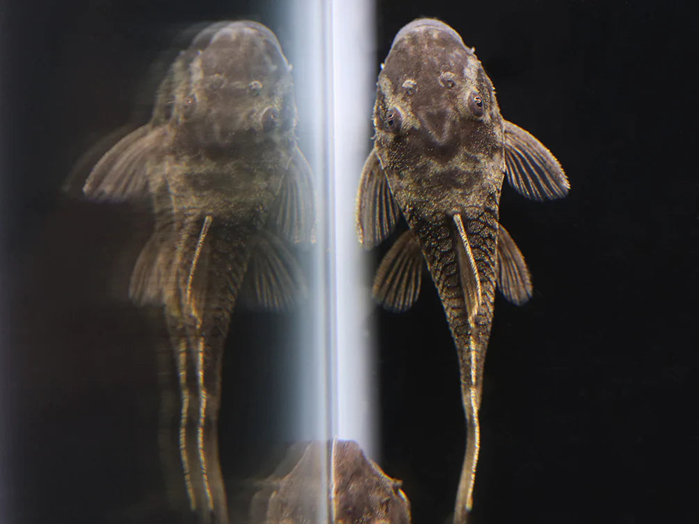 Green Dragon Bushynose Pleco - Sm