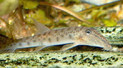 Horseface Loach