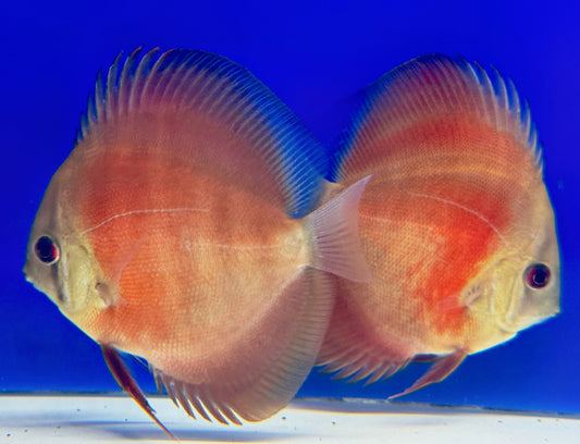 Red Cover Discus 3-3.5"