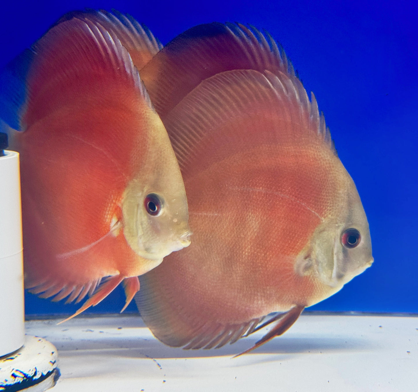 Red Cover Discus 3-3.5"