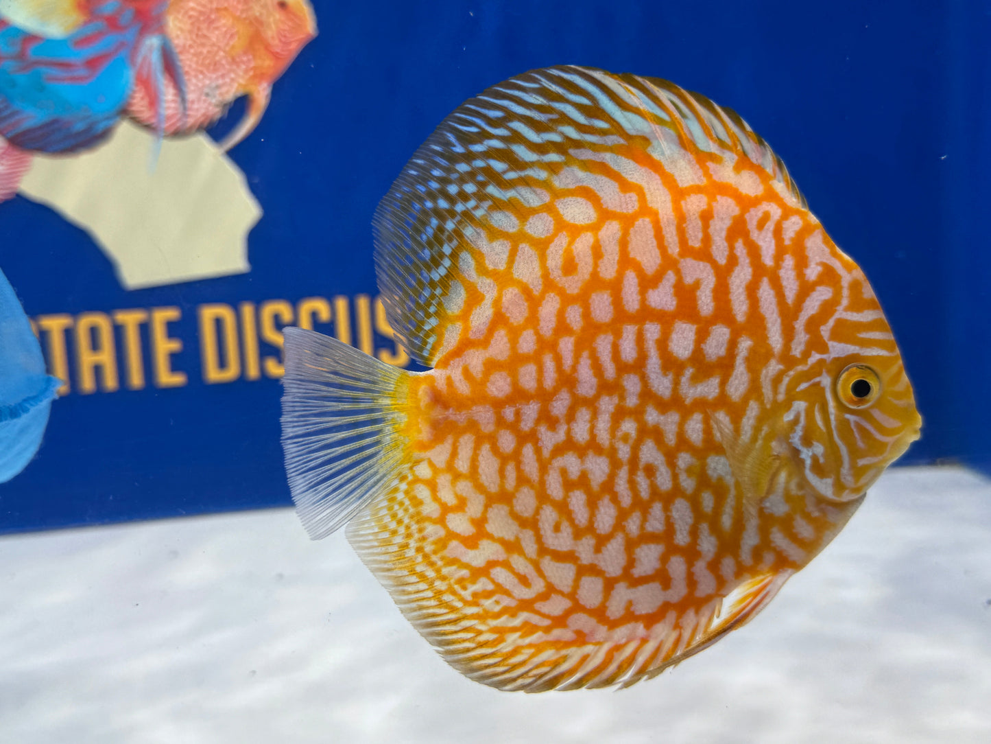 Melon Discus 5-5.5"