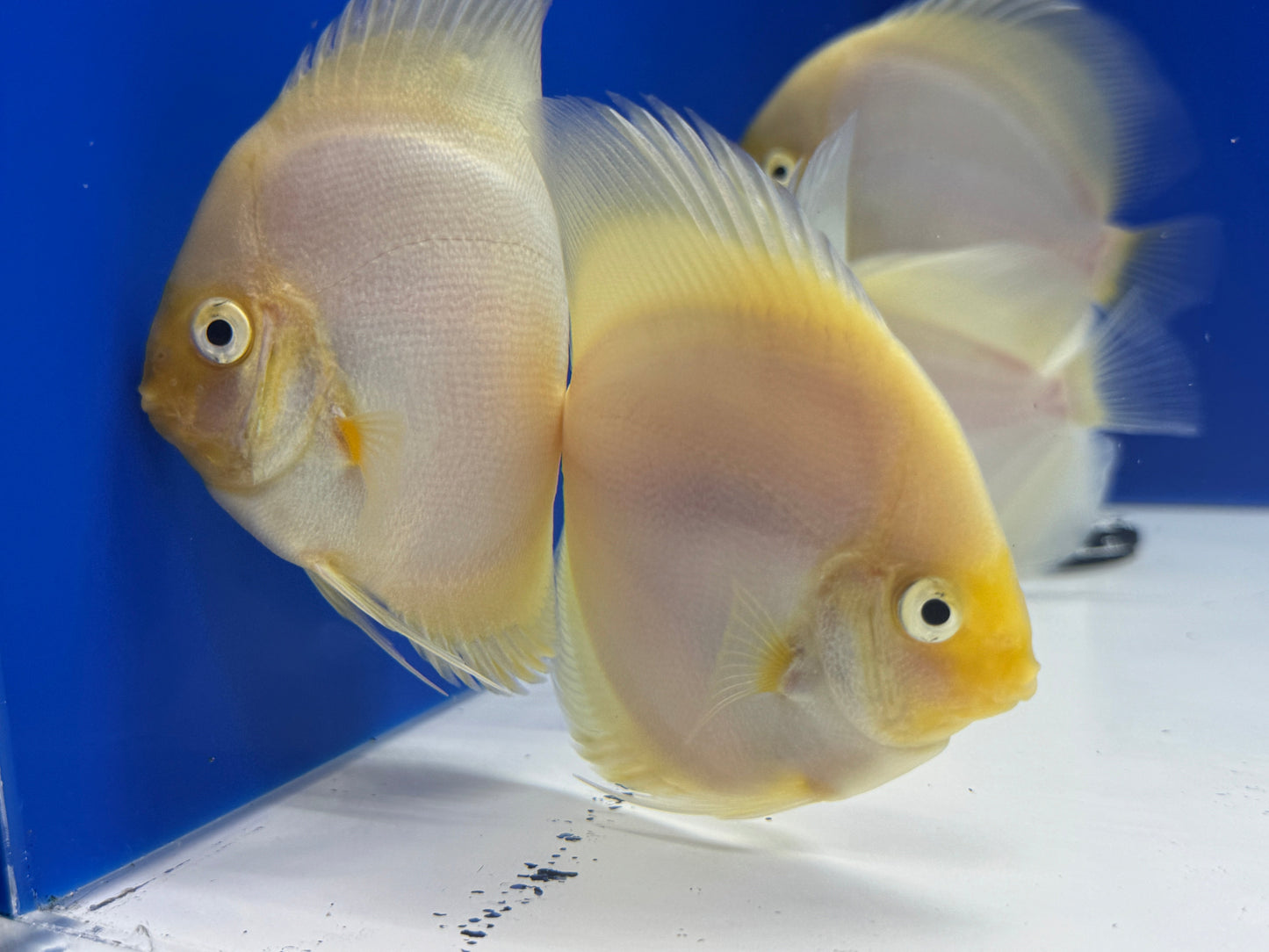 Snow White Discus 4-4.5"