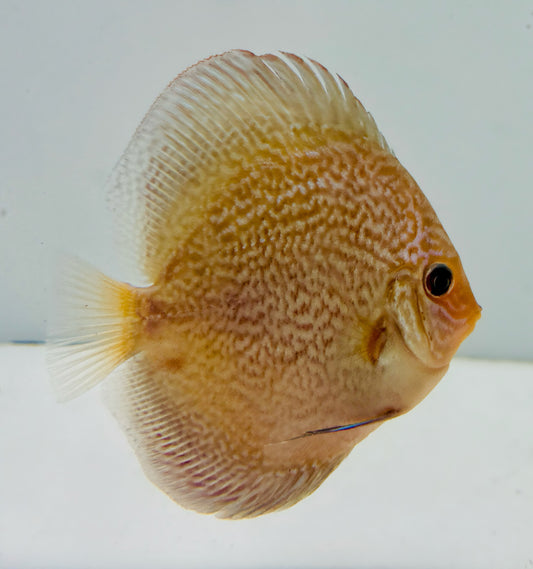 Majestic Fire Discus 4-4.5“