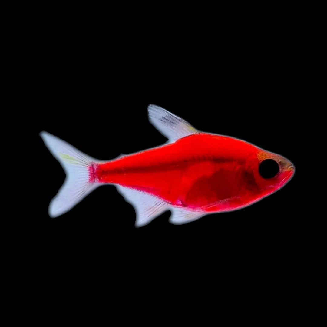 Starfire Red Glo Pristella Tetra