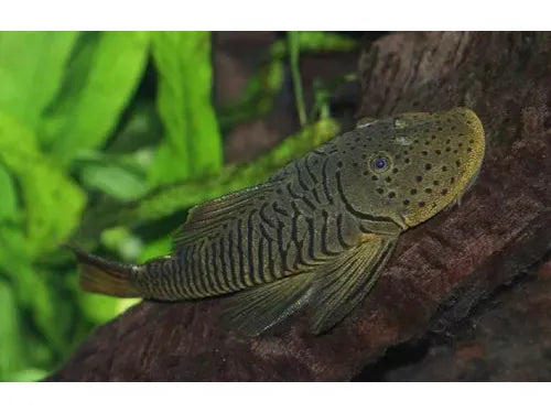 RUBBERLIP PLECO - SM - L-146