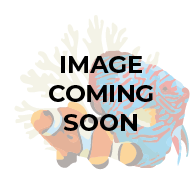 Tiger Snakeskin Discus 4-4.5"