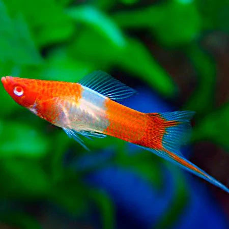 KOHAKU KOI SWORDTAIL