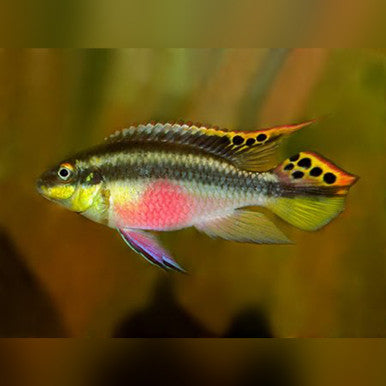 Kribensis Cichlid