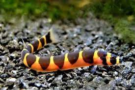 Kuhli Loach (Wild)