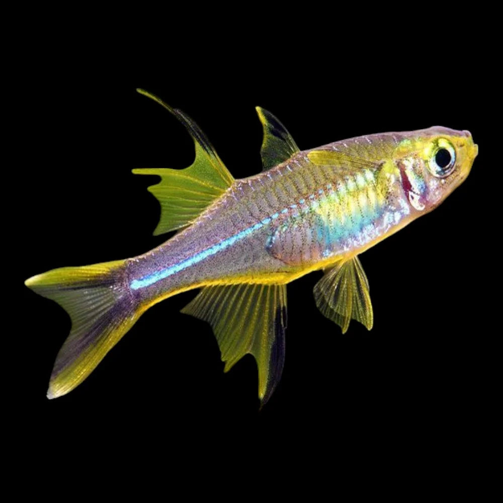 Celebes Rainbowfish