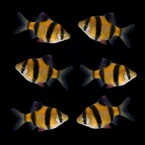 SUNBURST ORANGE GLO BARB