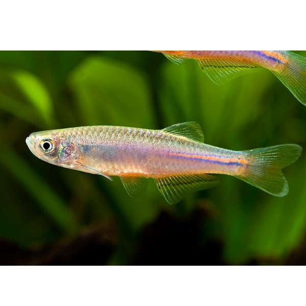 PEARL DANIO