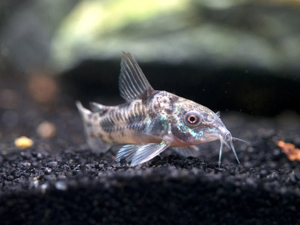 SALT & PEPPER CORYDORAS CATFISH