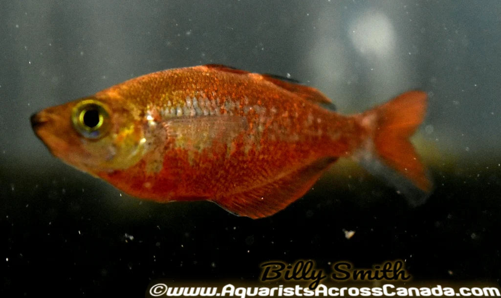 Red Irian Rainbowfish