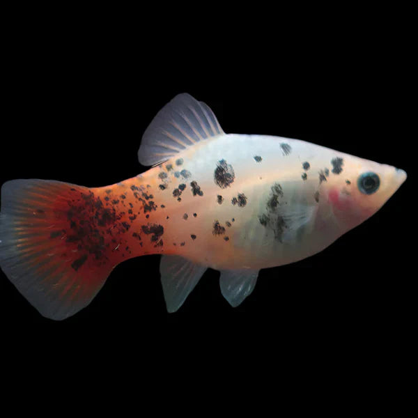 WHITE CALICO REDTAIL PLATY