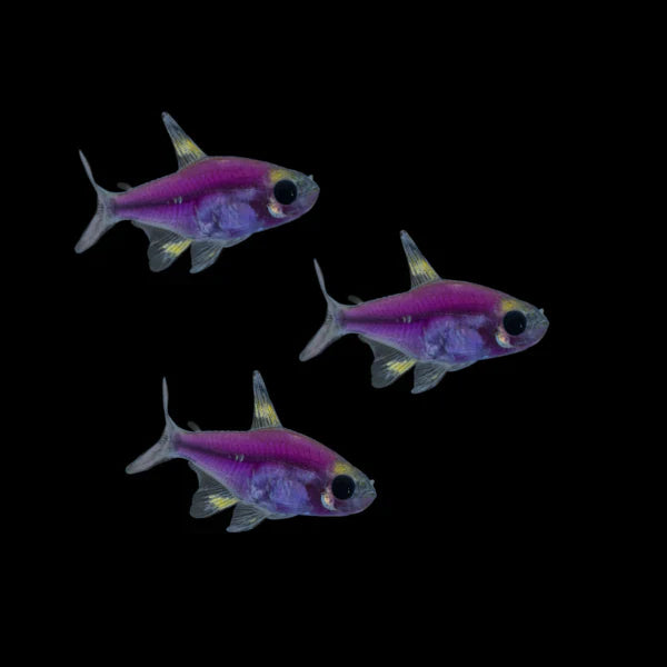 GALACTIC PURPLE GLO PRISTELLA TETRA