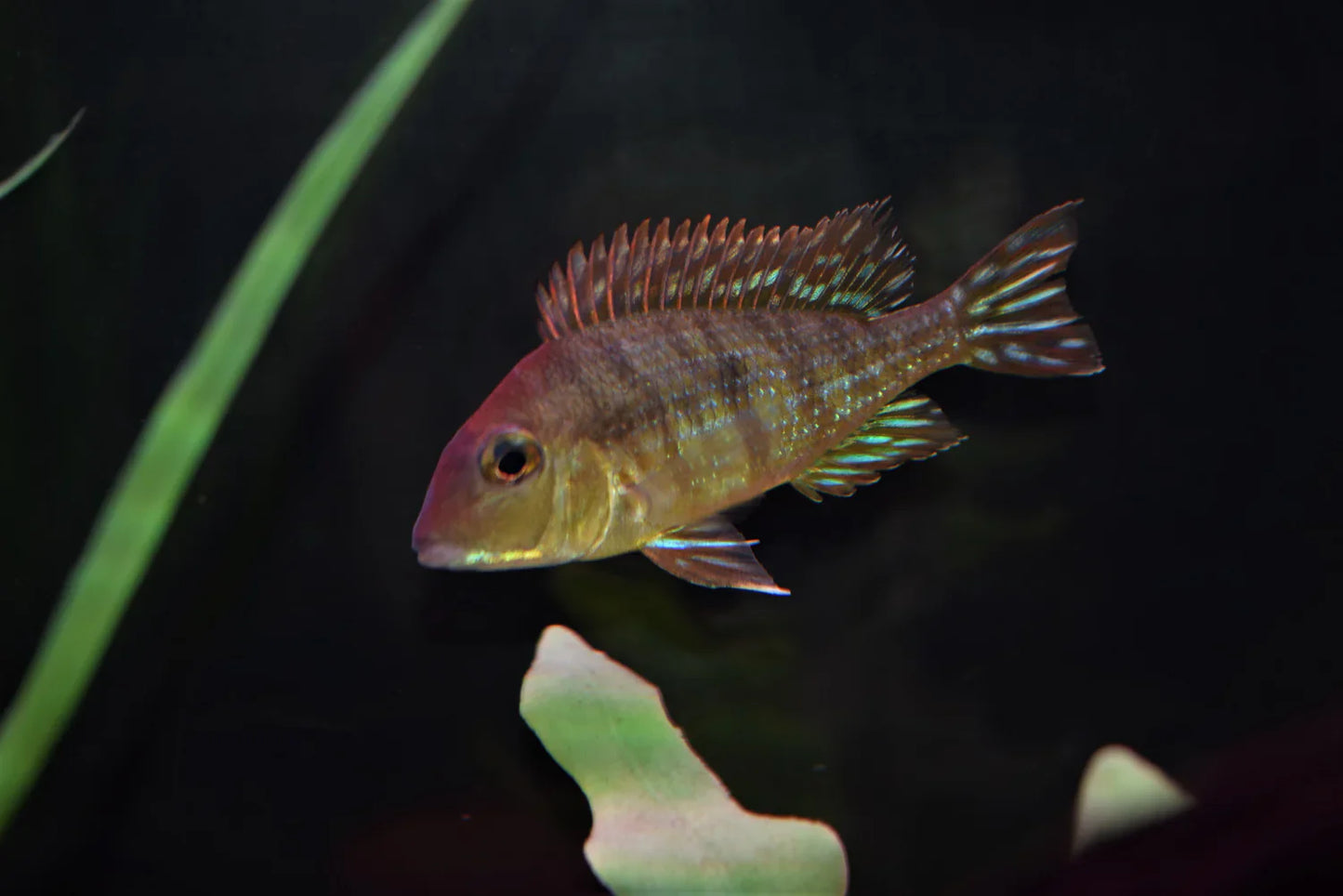 Geophagus Red Head Tapajos