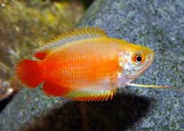 Red/Gold Honey Dwarf Gourami