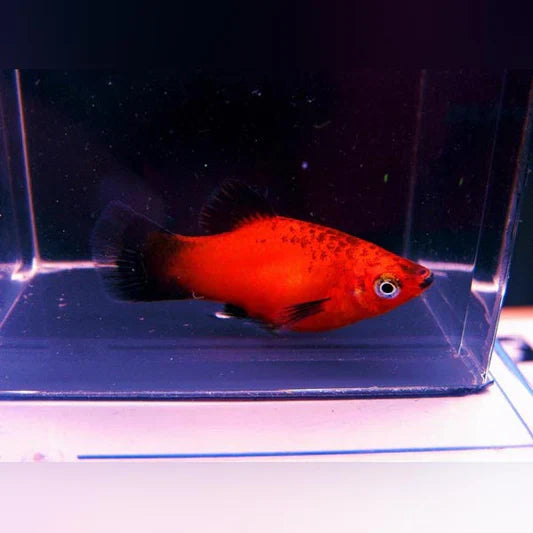 CORAL RED WAG PLATY
