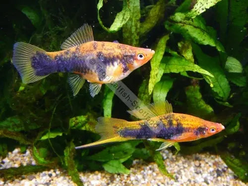 Tiger Swordtail