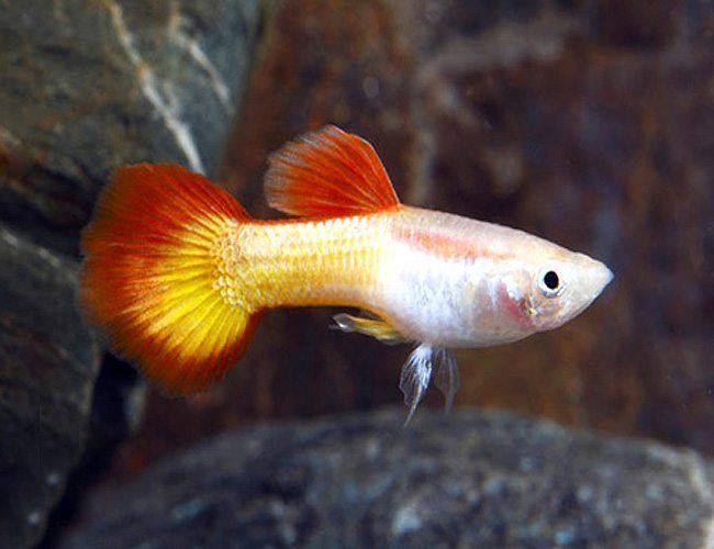 Tequila Sunrise Guppy