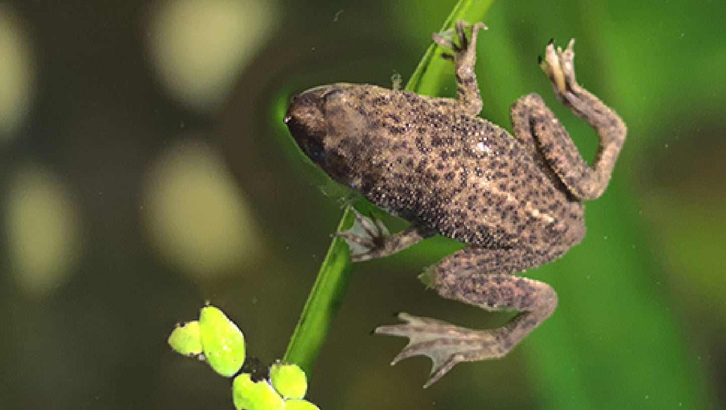 African Dwarf Frog