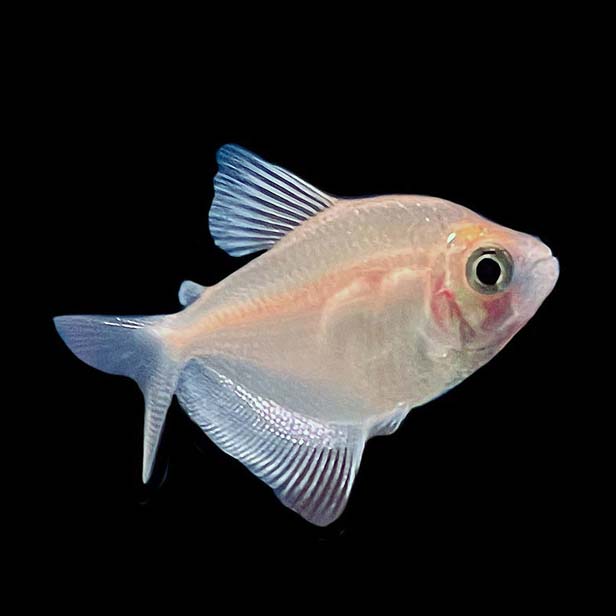 White Skirt Tetra