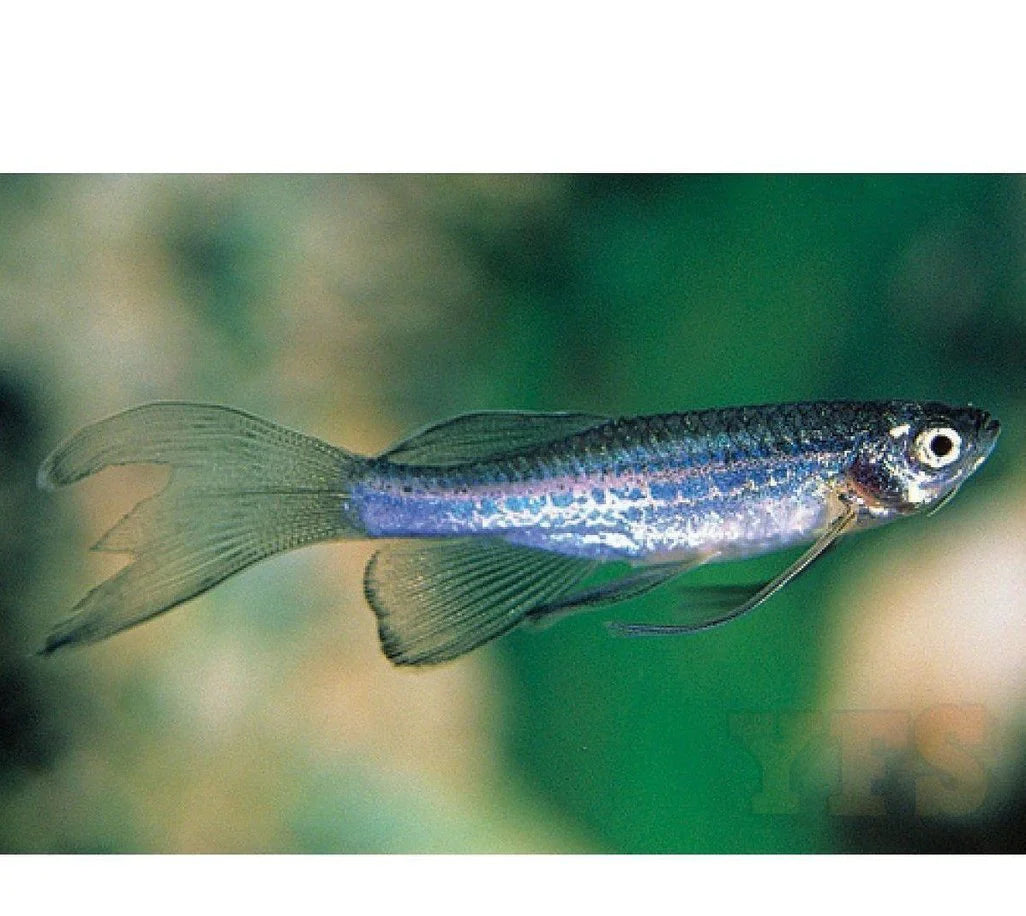 Longfin Blue Danio