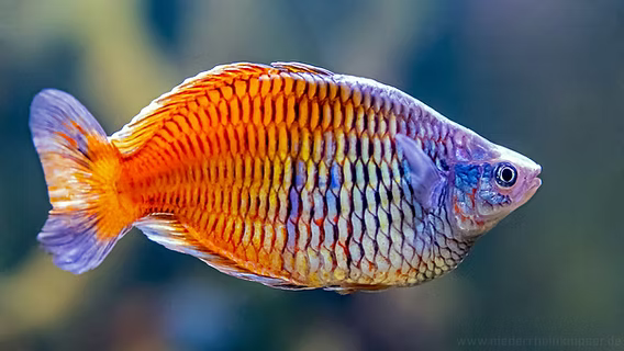 Boesemani Rainbowfish