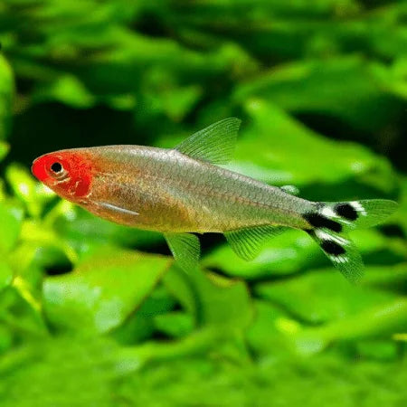 Rummynose Tetra