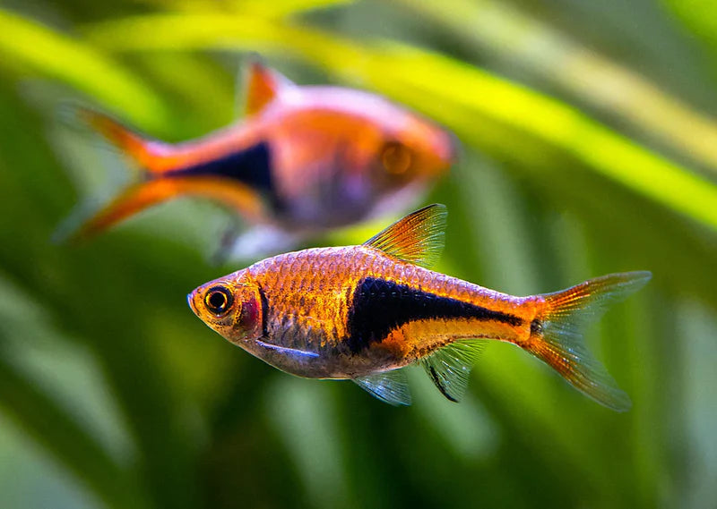 HARLEQUIN RASBORA