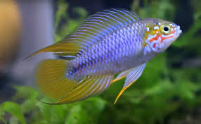 Apistogramma Borelli Blue