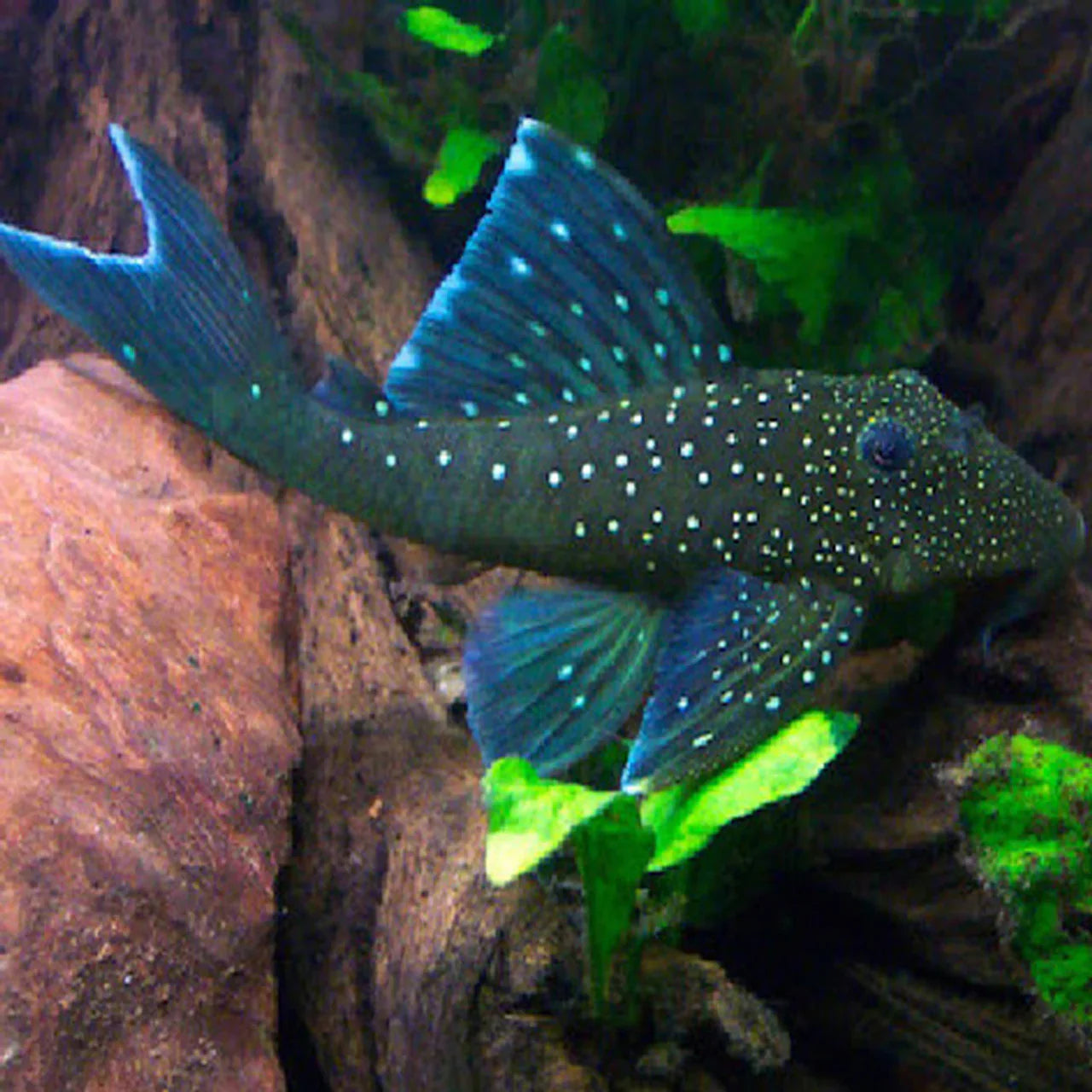 BLUE PHANTOM PLECO - MD - L-128