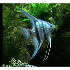 Blue Zebra Angelfish