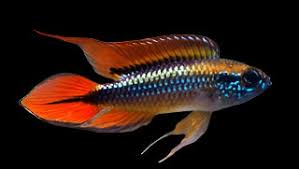 Apistogramma Agassizi Double Red