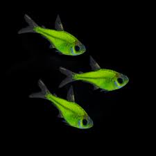 Electric Green Glo Pristella Tetra