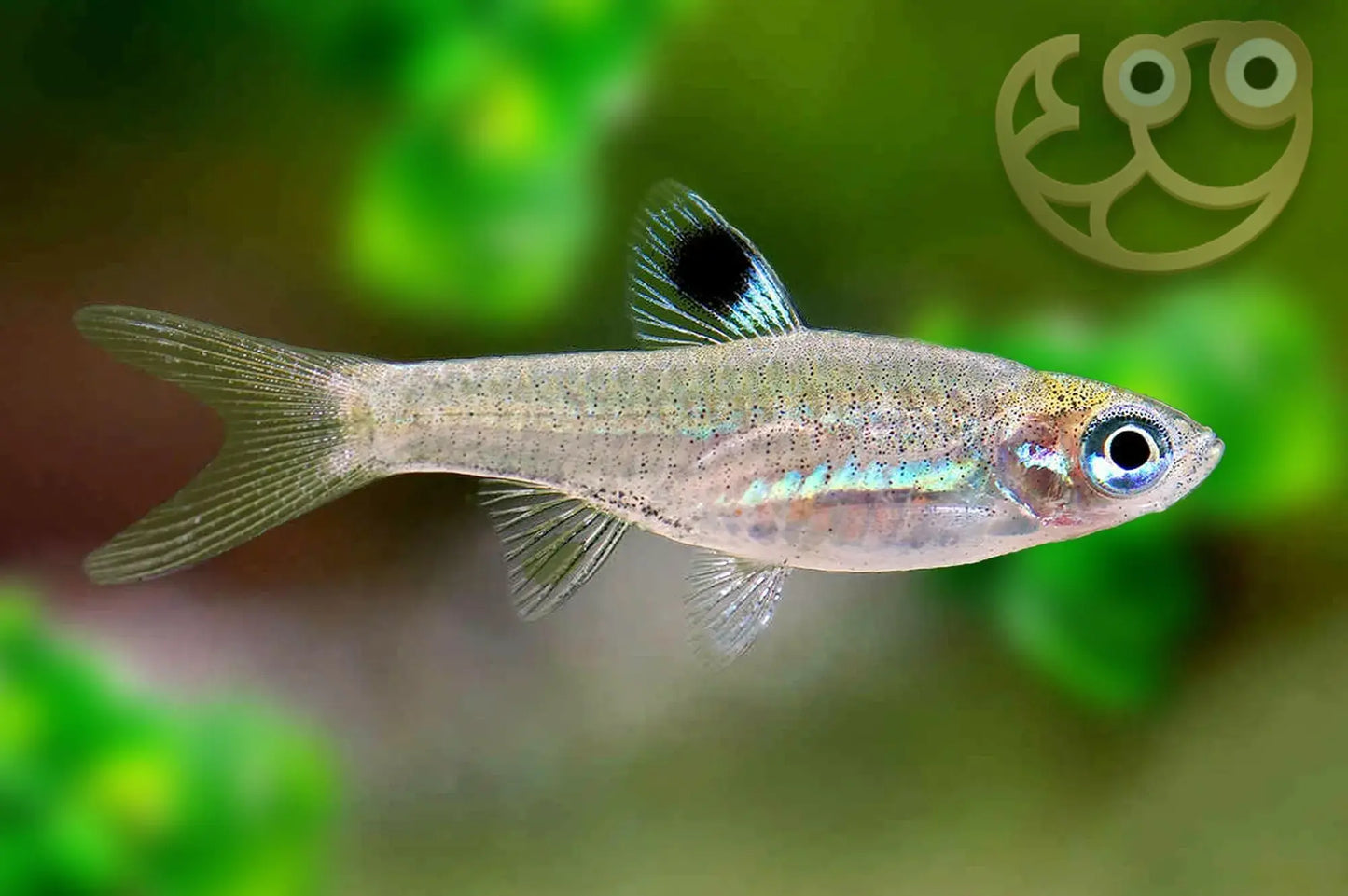Emerald Eye Rasbora