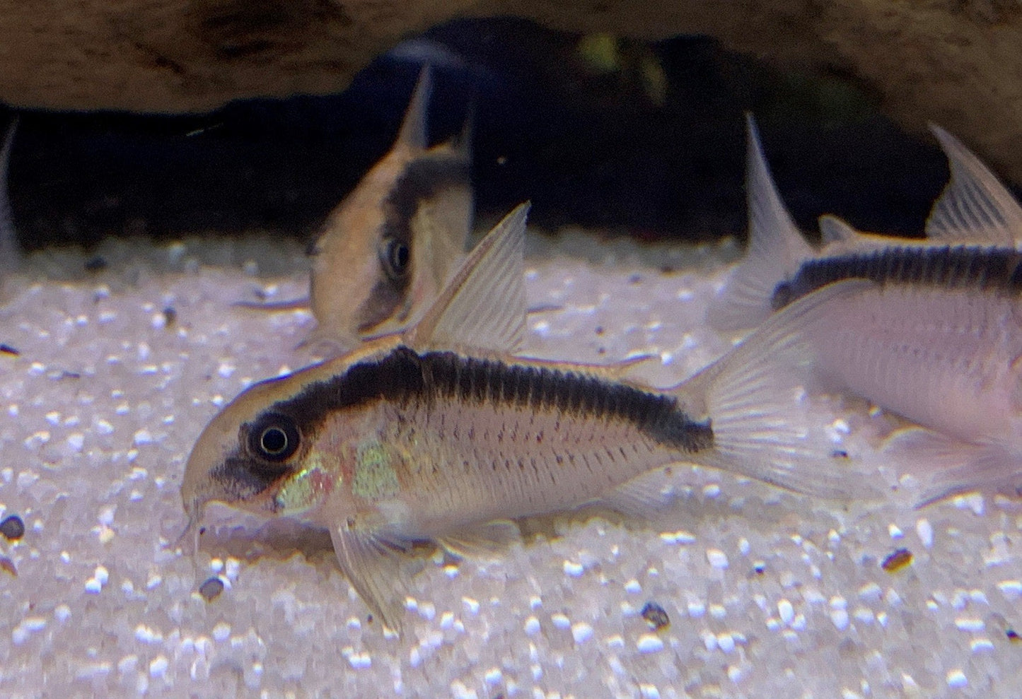 Skunk Corydoras Catfish