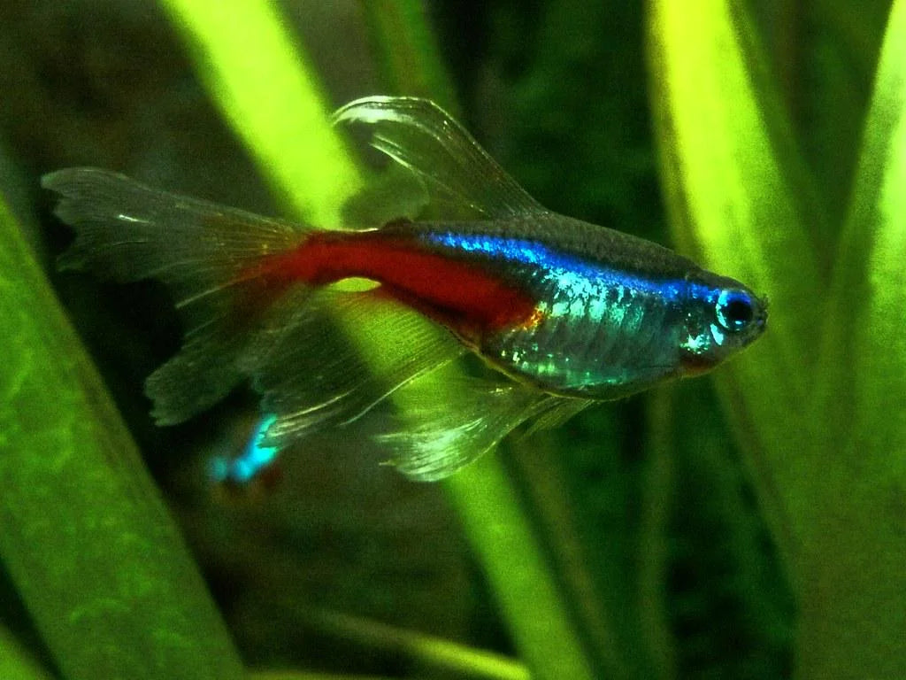 Long Fin Neon Tetra