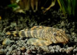 Clown Pleco - Sm - L-104
